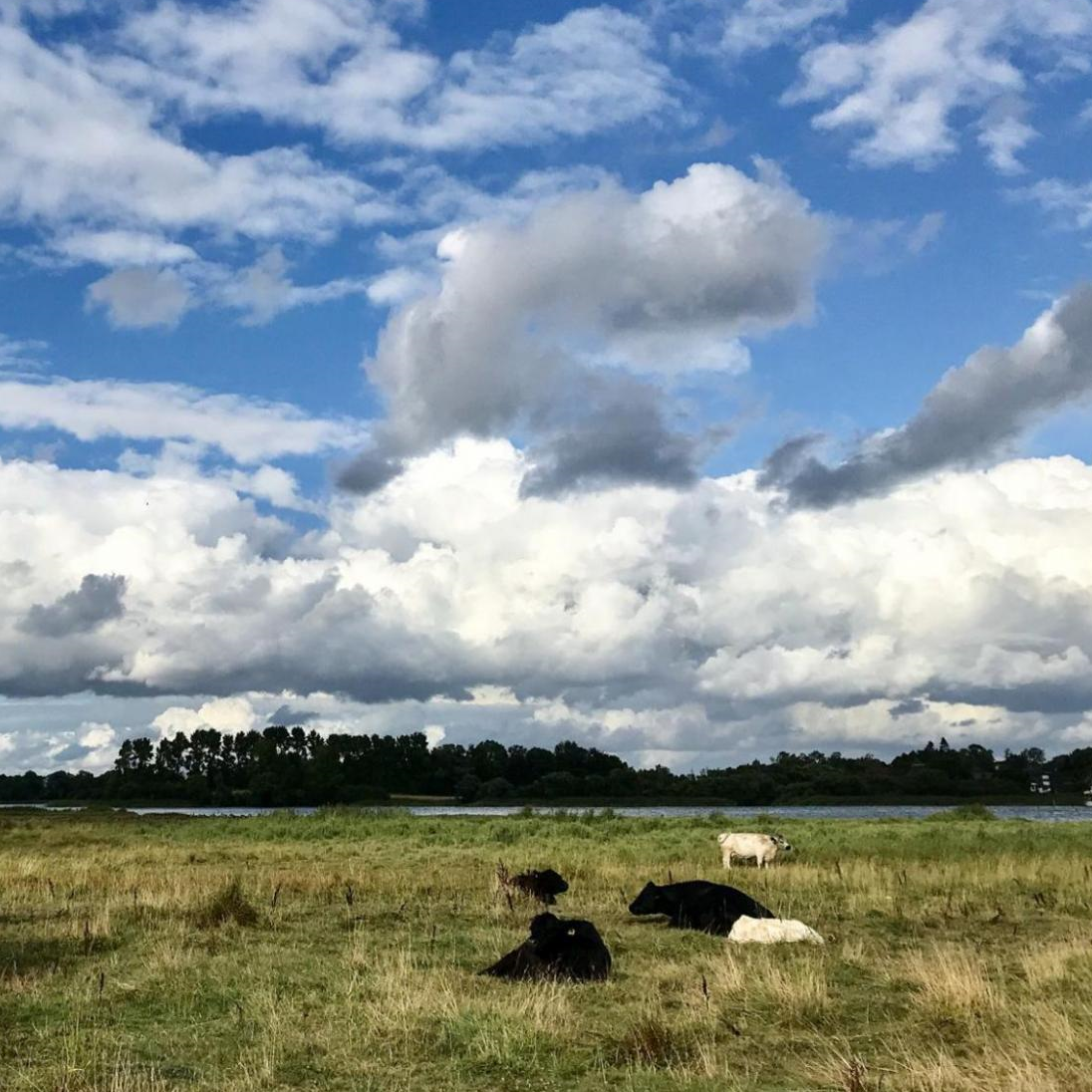 Das Bild zeigt eine Landschaftsaufnahme der Schlei-Region von der Fotografin Claudia Henzler. Das Foto ist von Claudia Henzler und zeigt Kühe am Ufer der Schlei.