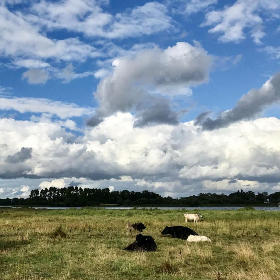 Das Foto ist von Claudia Henzler und zeigt Kühe am Ufer der Schlei.