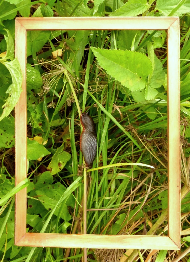 Schnecke, Gras und Bilderrahmen